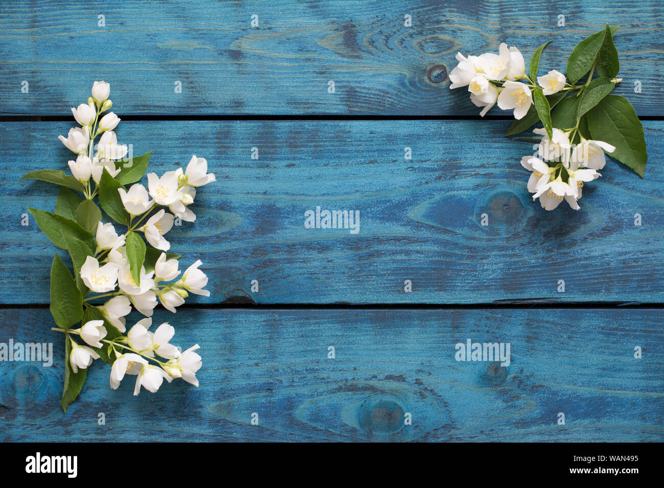 Grußkarte mit blühenden Jasmin Zweige auf Blau Holz- Hintergrund - text Raum Stockfoto