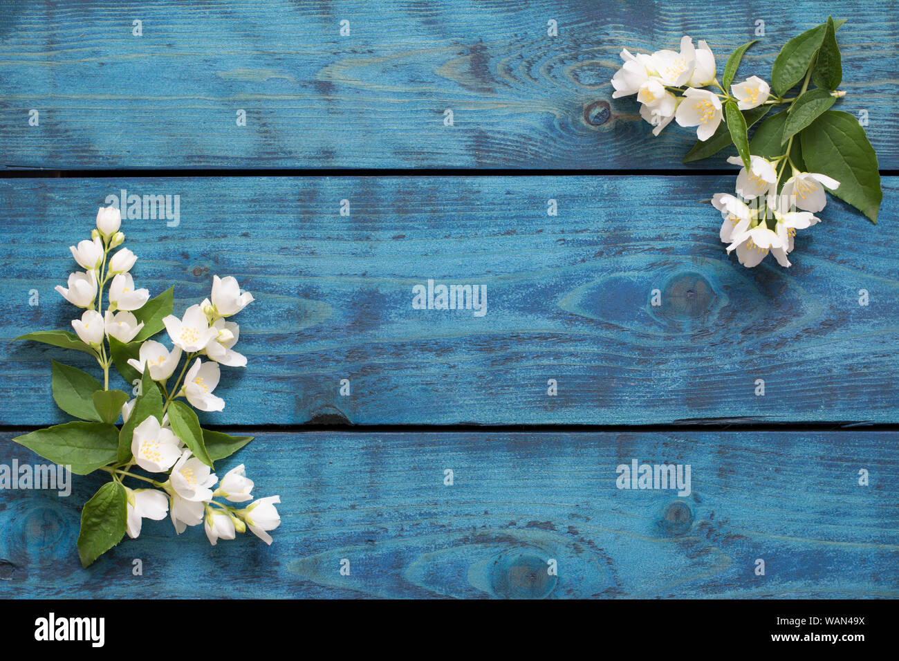 Federrahmen mit blühenden Jasmin Zweige auf Blau Holz- Hintergrund - text Raum Stockfoto