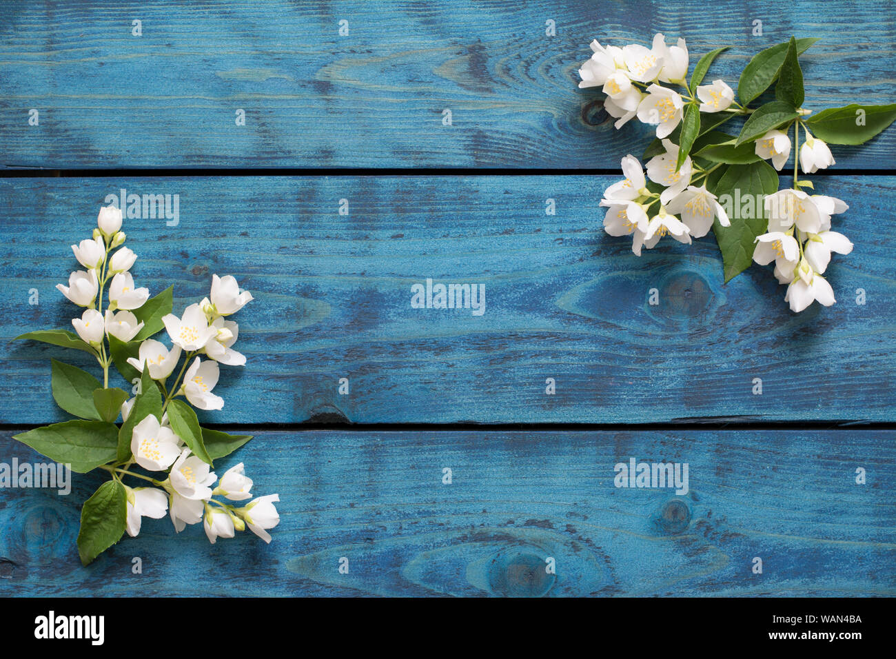 Hochzeit Grenze mit blühenden Jasmin Zweige auf Blau Holz- Hintergrund - text Raum Stockfoto