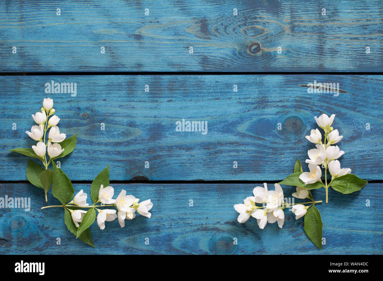 Einfache Hochzeit Grenze mit blühenden Jasmin Zweige auf Blau Holz- Hintergrund - text Raum Stockfoto