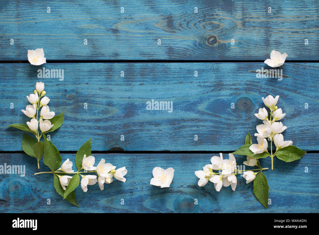 Romantische Grenze mit blühenden Jasmin Zweige auf Blau Holz- Hintergrund - text Raum Stockfoto