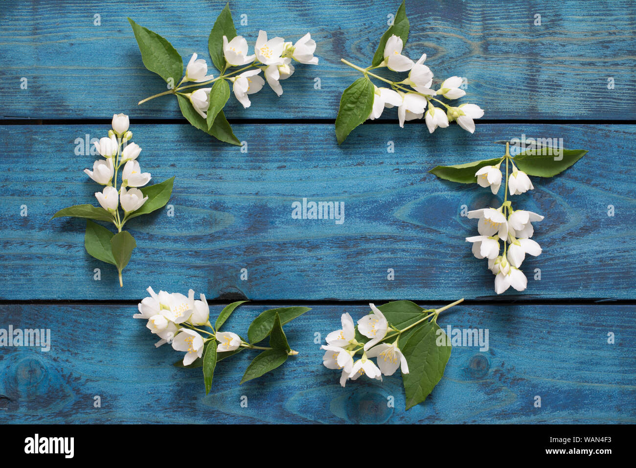 Romantischen Rahmen aus blühenden Jasmin Zweige auf Blau Holz- Hintergrund - text Raum Stockfoto