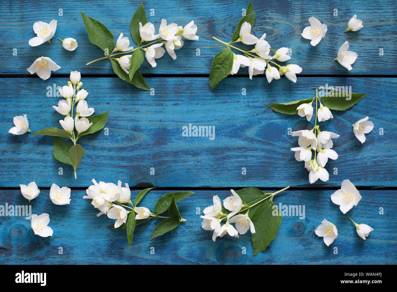 Romantischen Rahmen aus blühenden Jasmin Zweigen und Blumen auf blau Holz- Hintergrund - text Raum Stockfoto