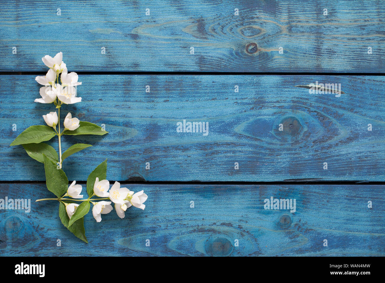 Einfache Feder Grenze mit zwei blühenden Jasmin Zweige auf Blau Holz- Hintergrund - text Raum Stockfoto