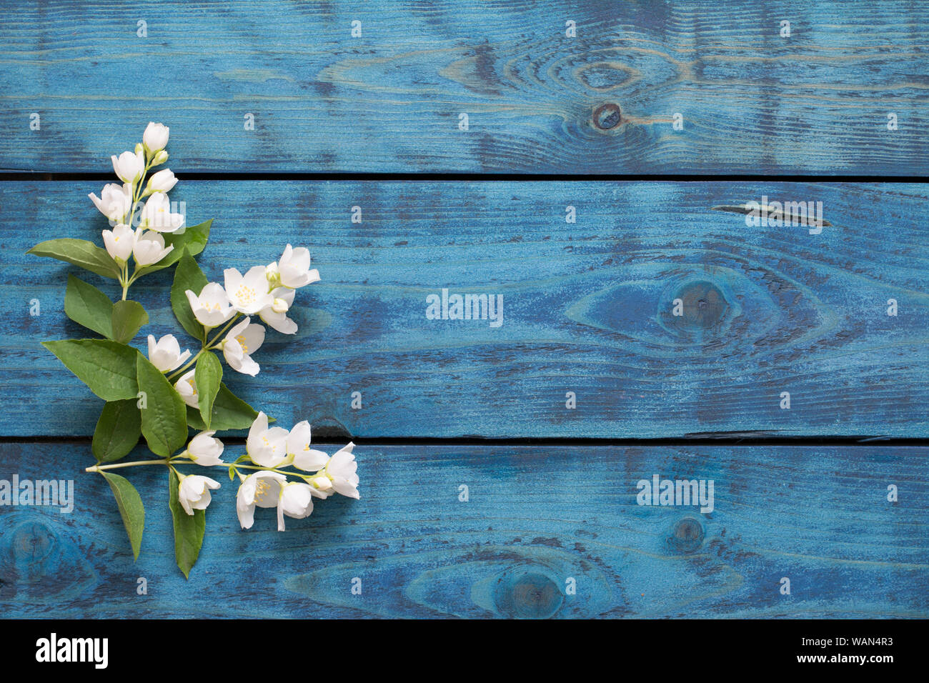 Einfache Feder Grenze mit drei blühenden Jasmin Zweige auf Blau Holz- Hintergrund - text Raum Stockfoto