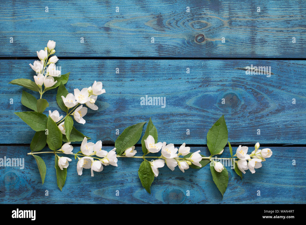 Einfache Hochzeit Grenze mit blühenden Jasmin Zweige auf Blau Holz- Hintergrund - text Raum Stockfoto