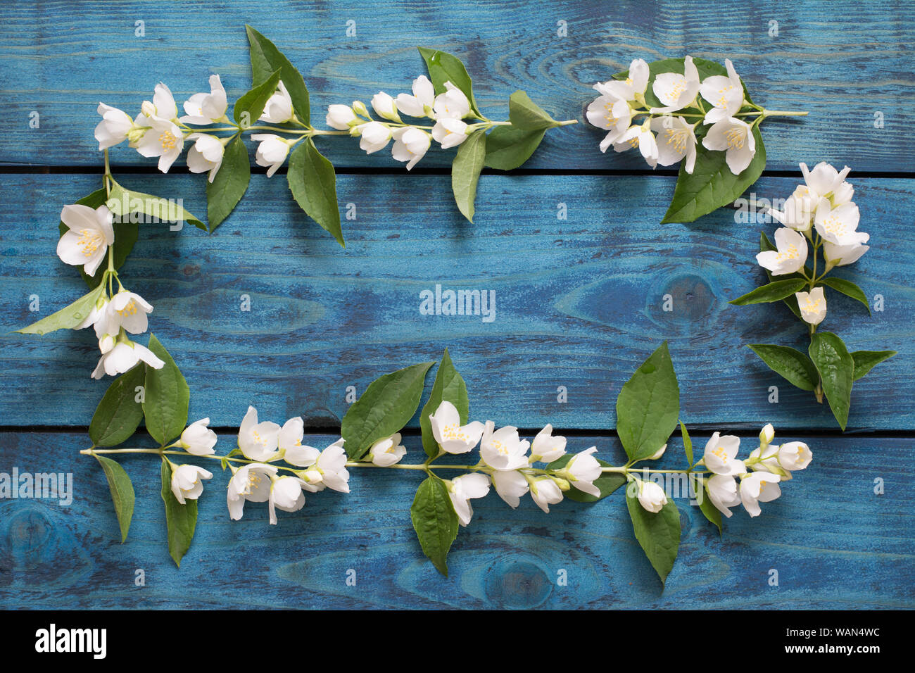 Einfach Grußkarte mit Rahmen von blühenden Jasmin Zweige auf Blau Holz- Hintergrund - text Raum Stockfoto