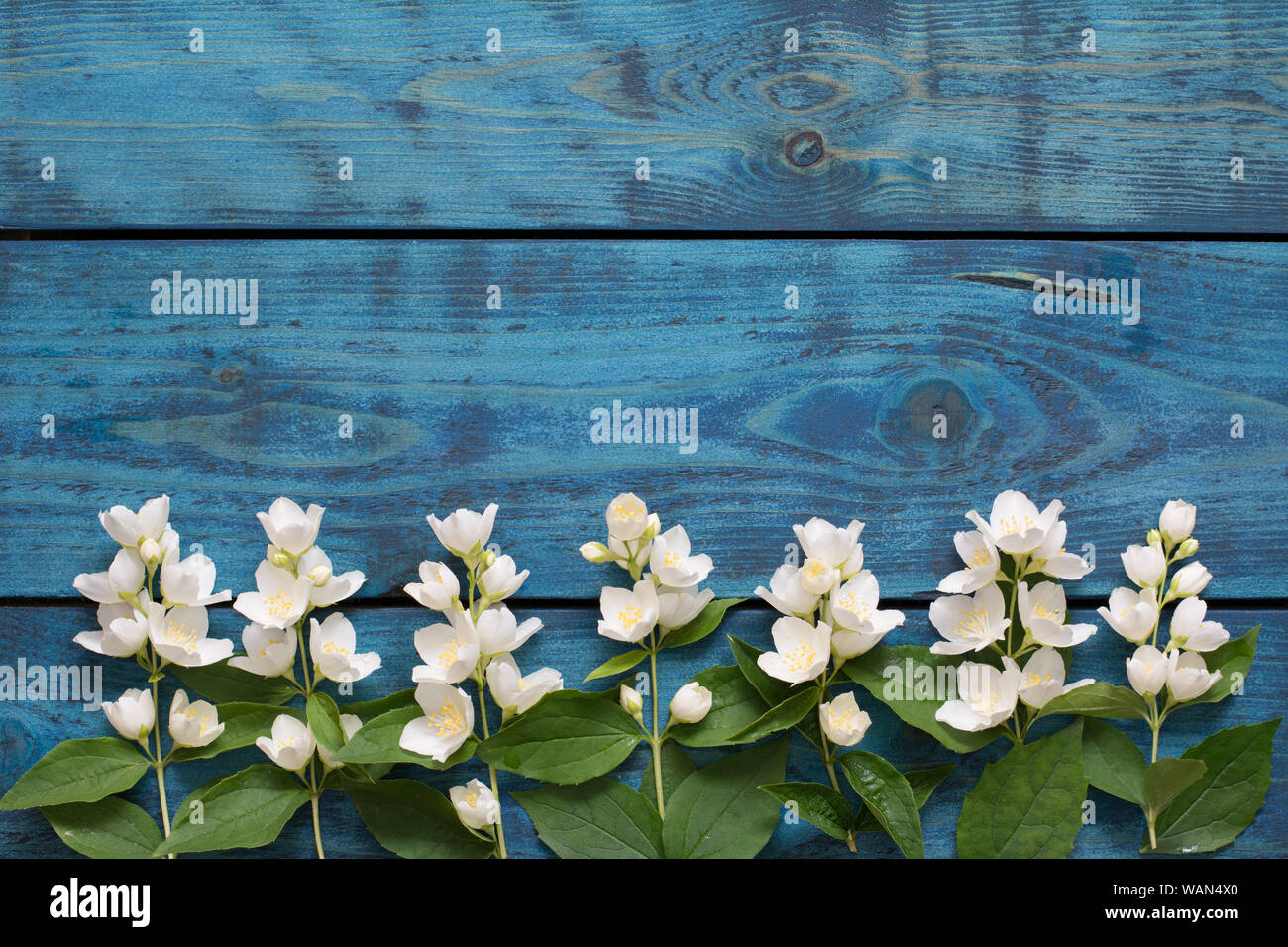 Einfache Feder Grenze mit einer Reihe blühenden Jasmin Zweige auf Blau Holz- Hintergrund - text Raum Stockfoto