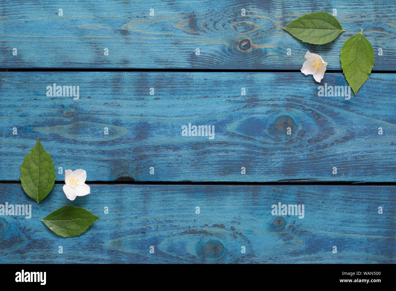 Minimalistischer Feder Grenze mit Jasmin Blüten und Blätter auf Blau Holz- Hintergrund - text Raum Stockfoto