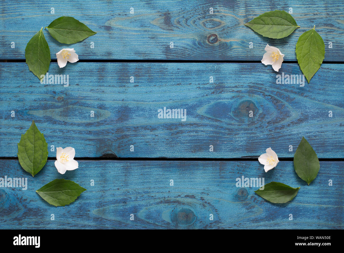 Minimalistischer Feder Grenze mit Jasmin Blüten und Blätter auf Blau Holz- Hintergrund - text Raum Stockfoto