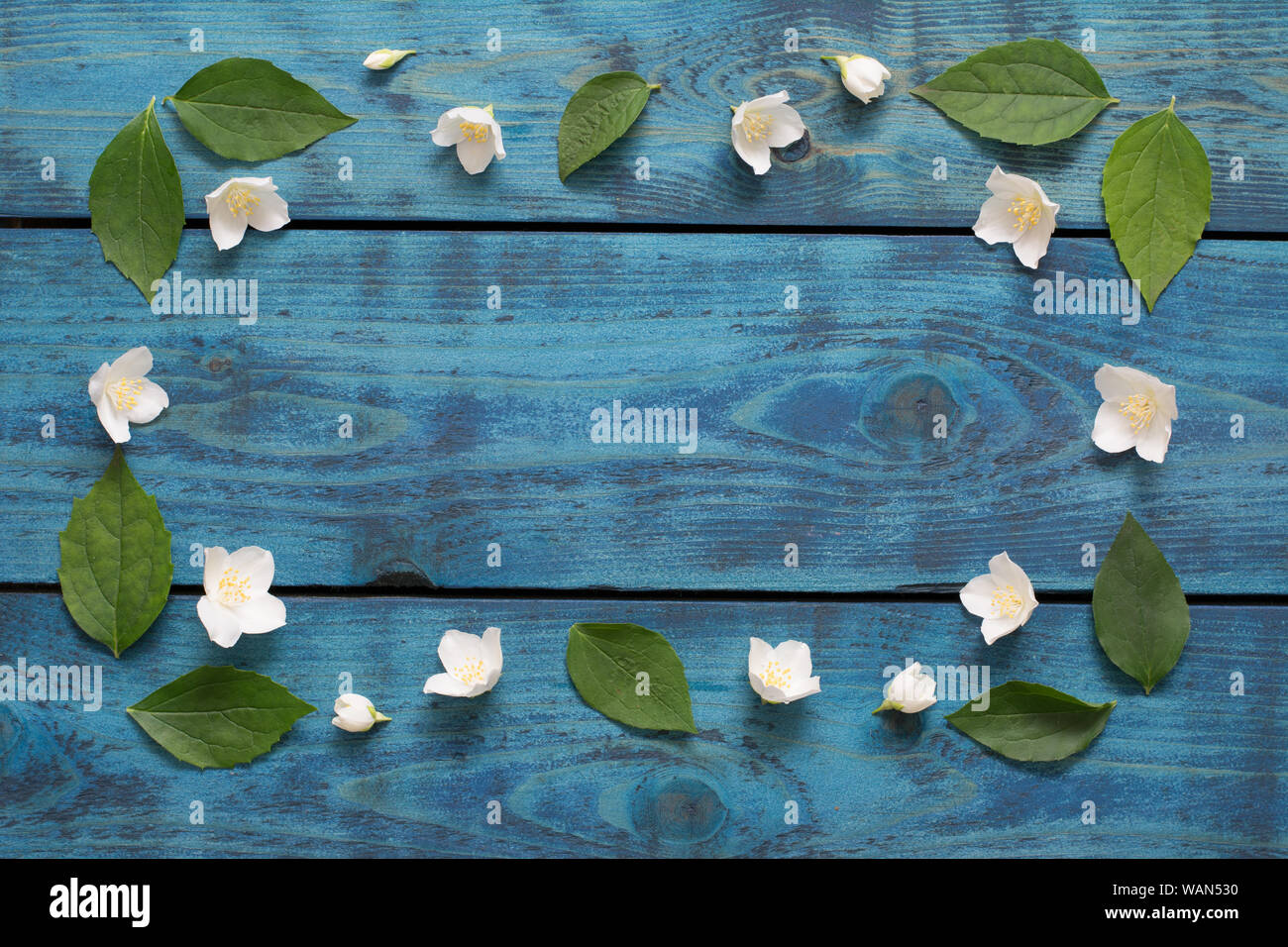 Feder Grenze mit Jasmin Blüten und Blätter auf Blau Holz- Hintergrund - text Raum Stockfoto