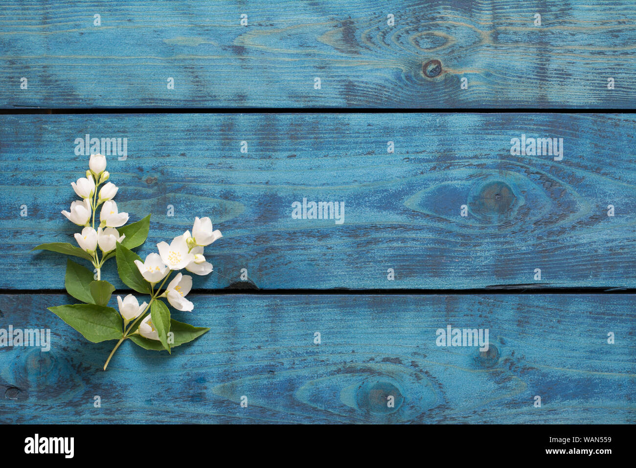 Einfache Feder Grenze mit zwei blühenden Jasmin Zweige auf Blau Holz- Hintergrund - text Raum Stockfoto