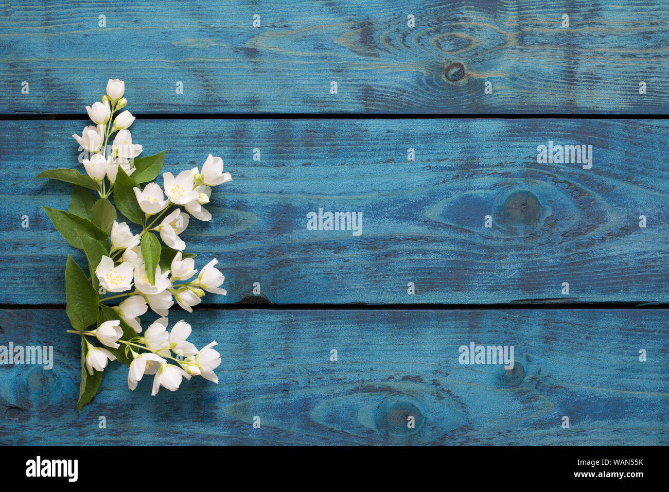 Einfache Feder Grenze mit blühenden Jasmin Zweige auf Blau Holz- Hintergrund - text Raum Stockfoto