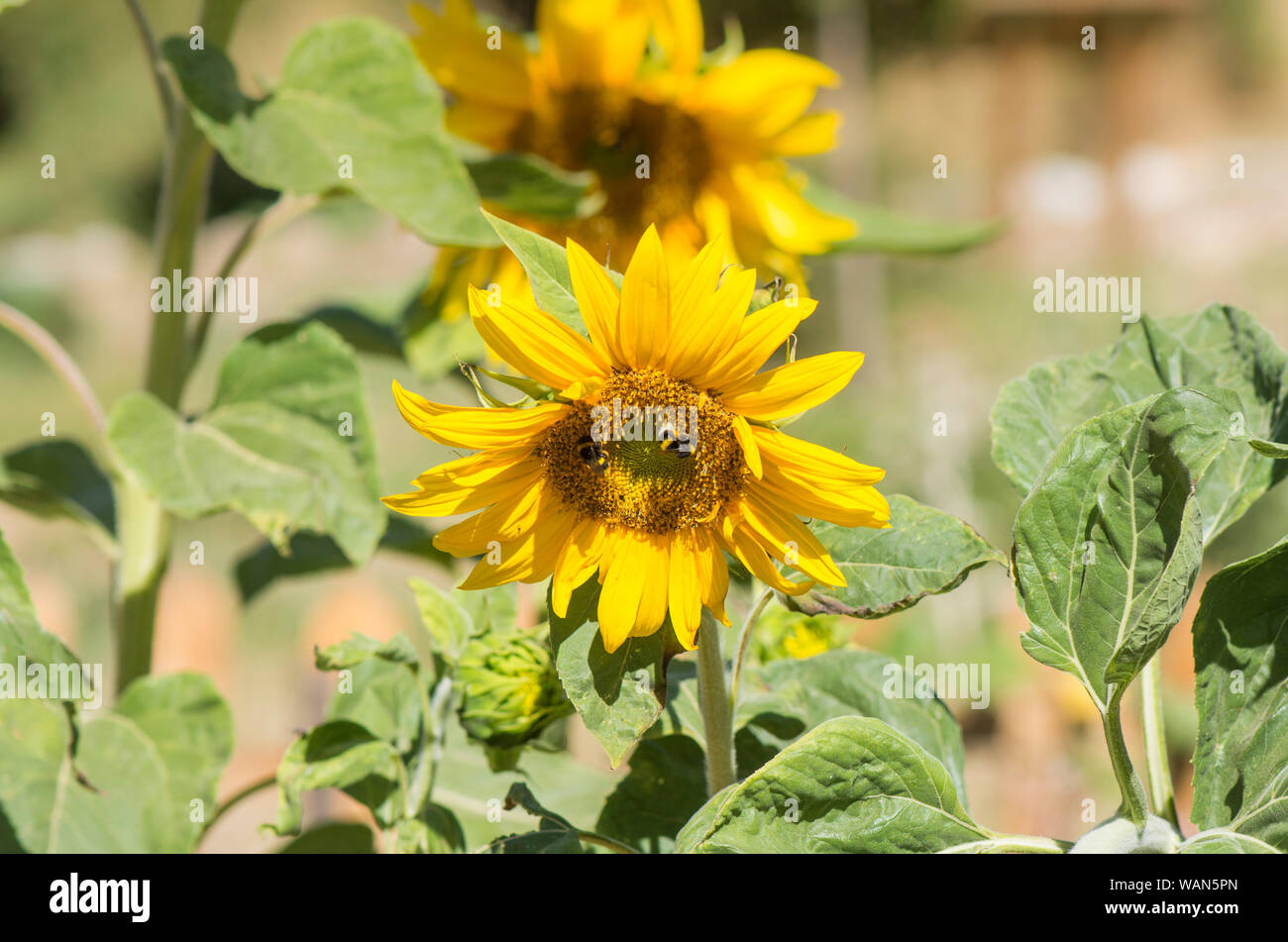 Gemeinsame Sonnenblume, Helianthus annuus Sonnenblumen Pflanzen in der Sonne. Stockfoto