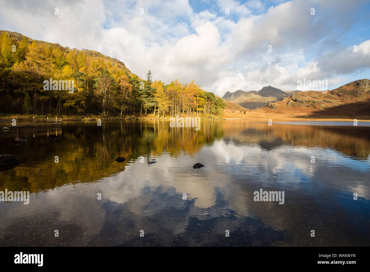 Der Wald von Pine tress bei blea Tarn im englischen Lake District friedlich, die auf dem ruhigen ruhigen Wasser, früh an einem kalten Novembermorgen. Stockfoto