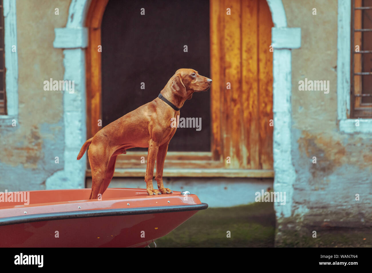 Braun vizsla Hund an Boot Bug city Canal Stockfotografie - Alamy