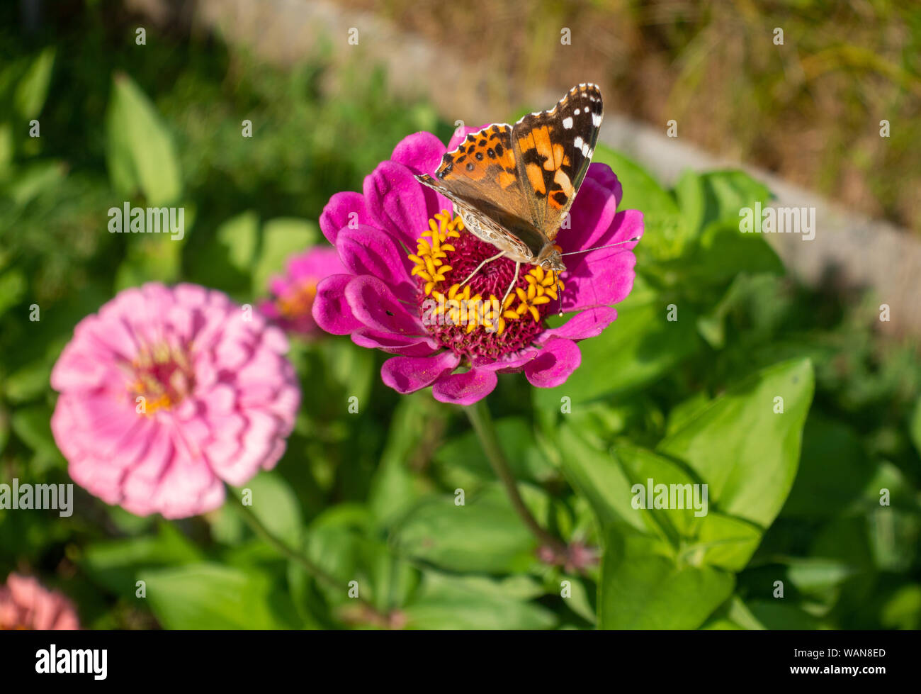 Makro Nahaufnahme von Painted Lady Vanessa cardui Schmetterling auf rosa Zinnia eleagans Blume im Garten Stockfoto