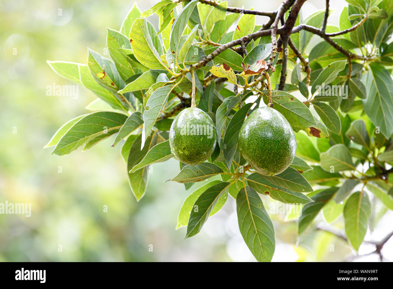 Frisches Obst Avocado (Persea americana) am Baum Stockfoto