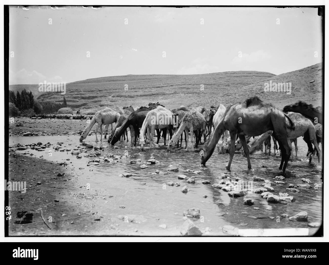 Kostüme, Charaktere etc. Kamele trinken Stockfoto
