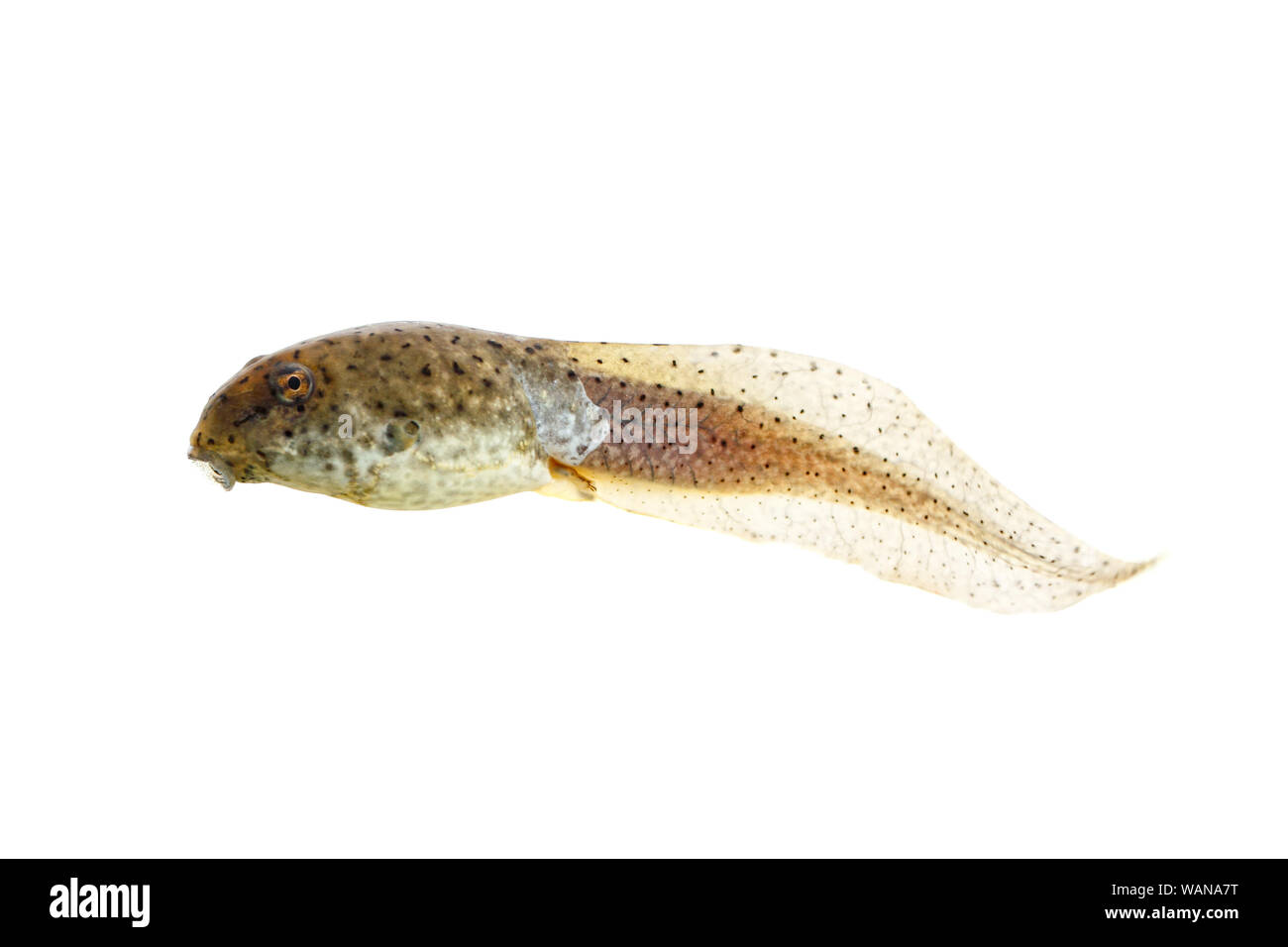 Bullfrog Kaulquappen mit kleinen Bein auf weißem Hintergrund Stockfoto