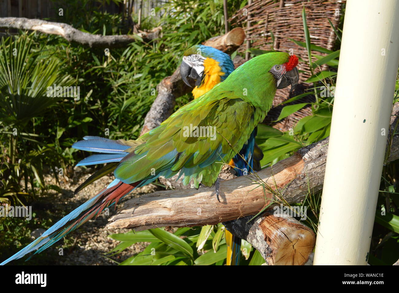 Papageien Stockfoto