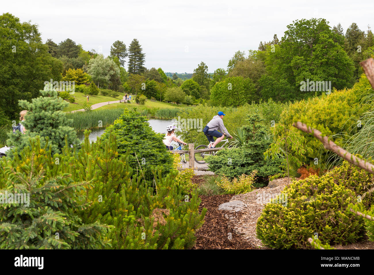 Nationale Bedgebury Pinetum und Wald, lady Oak Lane, Goudhurst, Kent, Großbritannien Stockfoto