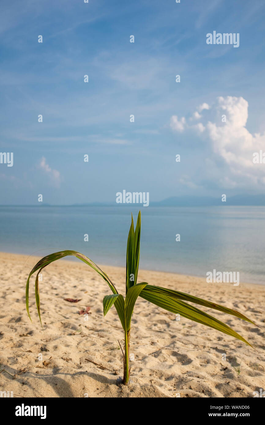 Kokosnuss Baum Sprießen auf einem Strand in Koh Samui, Thailand Stockfoto