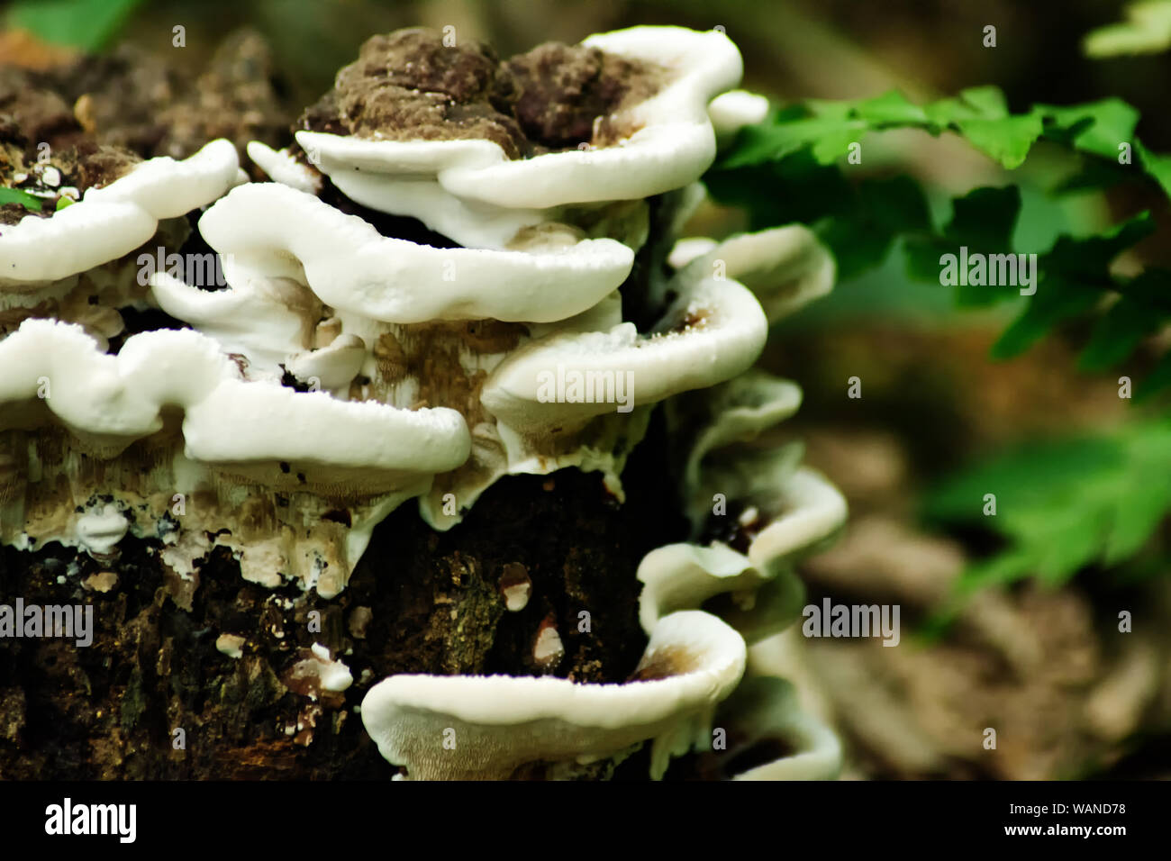 Pilz auf einem Holzstück Stockfoto