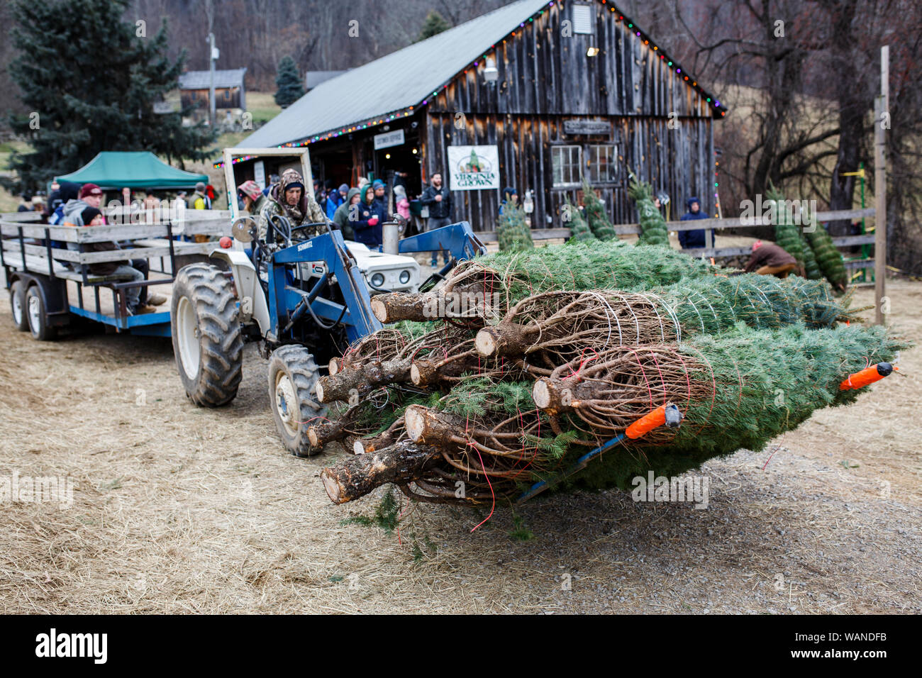 Szenen aus Snickers Lücke Christmas Tree Farm außerhalb von Washington, DC. Stockfoto
