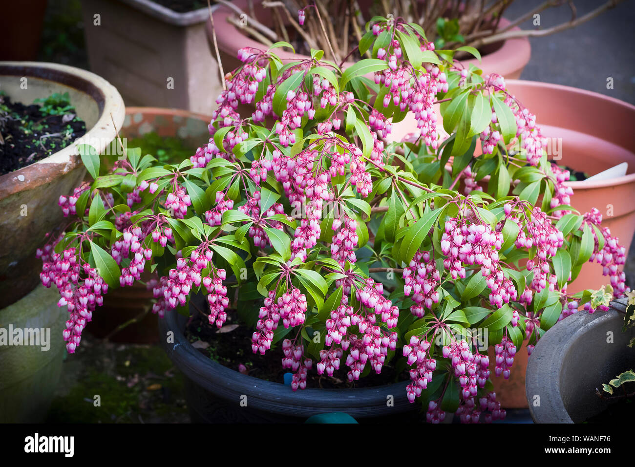 Pieris japonica Katsura in Blüte im März Frühjahr in einem Englischen Garten in einem Container in England UK Wachsende Stockfoto