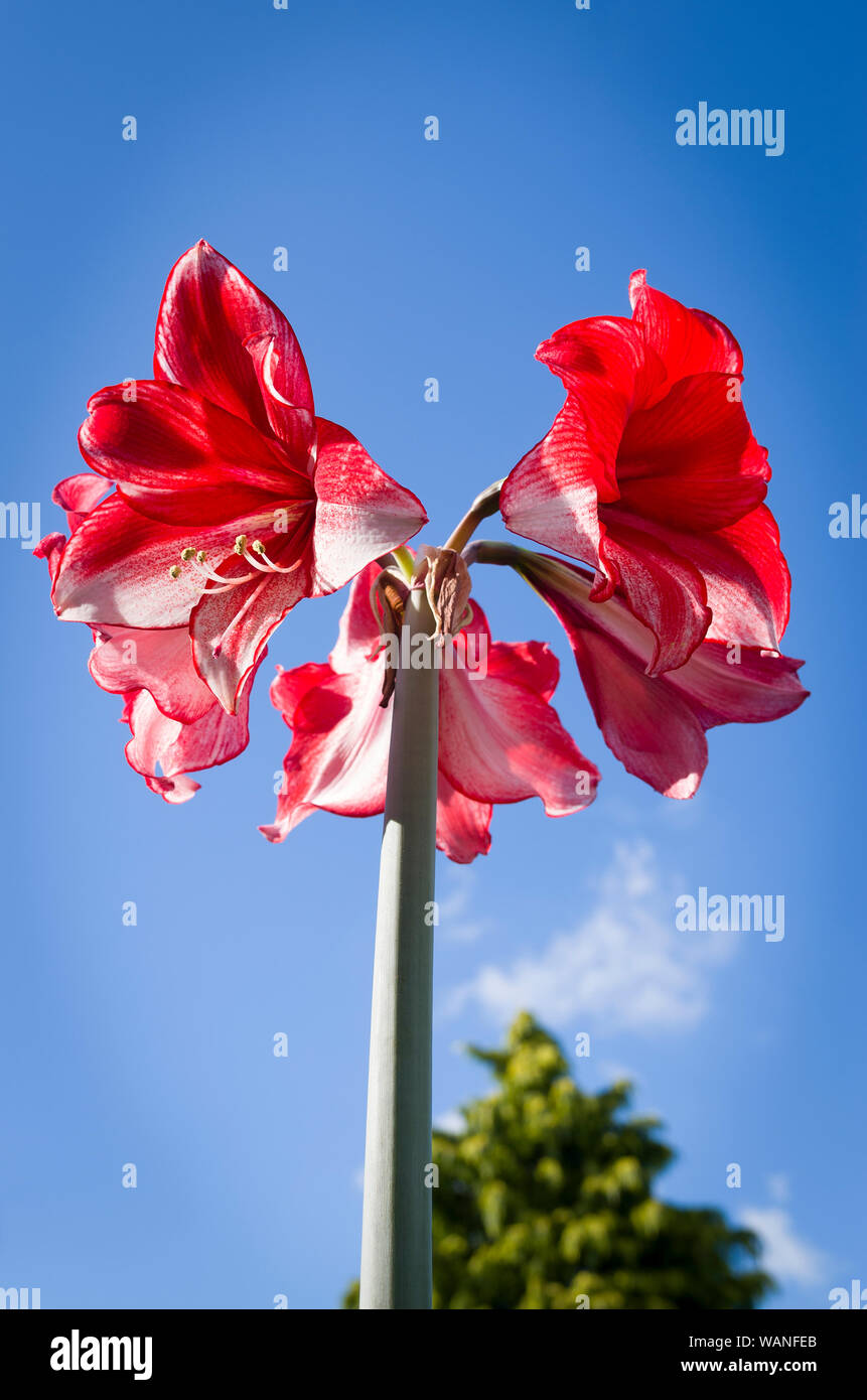 Rote und weiße Blumen auf einem stattlichen Hippeastrum Carlsen-Anlage aus einer Glühlampe in England Großbritannien angebaut Stockfoto