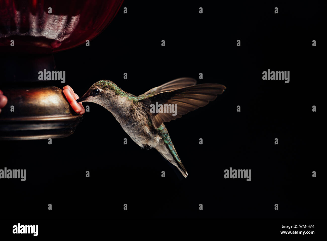 Weibliche ruby throated hummingbird bei Zuführung von softbox Stockfoto