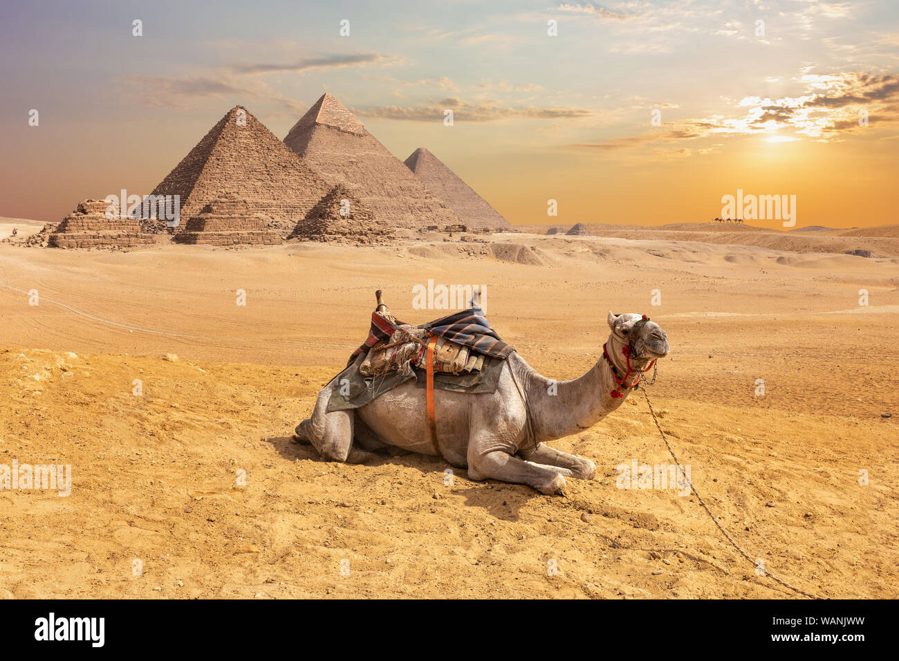 Cute Kamel vor der ägyptischen Pyramiden, Giza Wüste Stockfoto