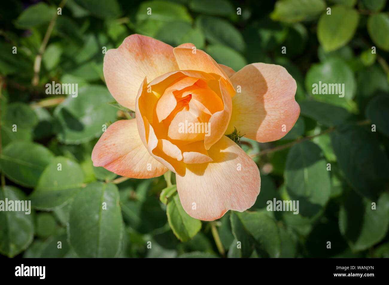 Rosa Lerche aufsteigend in Blüte im Juni in einem Englischen Garten Stockfoto