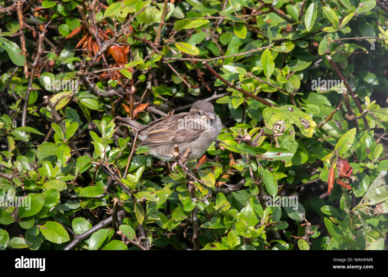 Ein jugendlicher Sparrow, Passer domesticus, Sitzstangen auf einem Busch darauf warten, gefüttert werden. Stockfoto