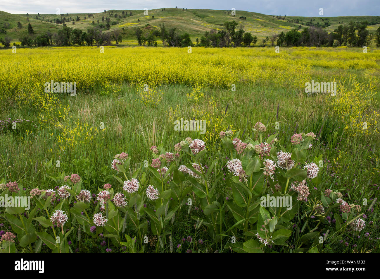 Auffällige Seidenpflanze (Asclepias speciosa), Wind Cave National Park. S. Dakota, USA, von Bruce Montagne/Dembinsky Foto Assoc Stockfoto