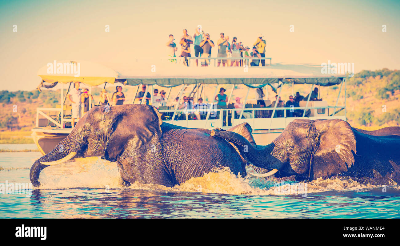 Afrikanische Elefanten schwimmen über den Chobe River, Botswana mit Touristen auf Safari beobachten Auf mit retro Instagram stil Filterwirkung Stockfoto