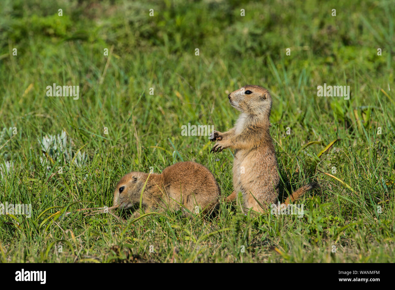 Schwarz-tailed Präriehunde (Cynomys ludovicianus), an den Eingang, Paririe, Sommer, Wind Cave NP, S. Dakota, von Bruce Montagne/Dembinsky Foto Assoc Stockfoto