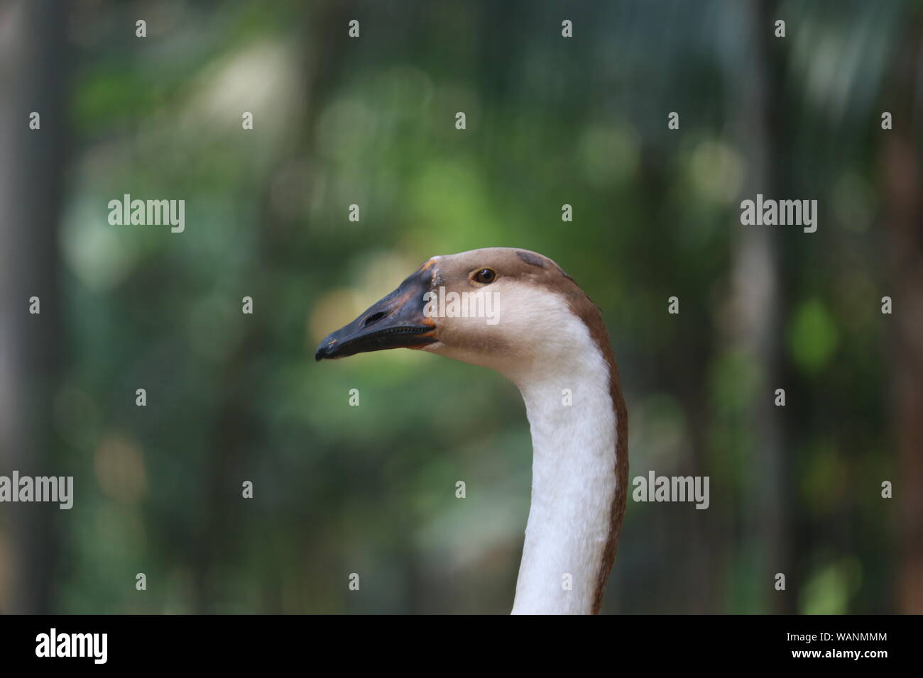 Tier Vogel wild. Stockfoto