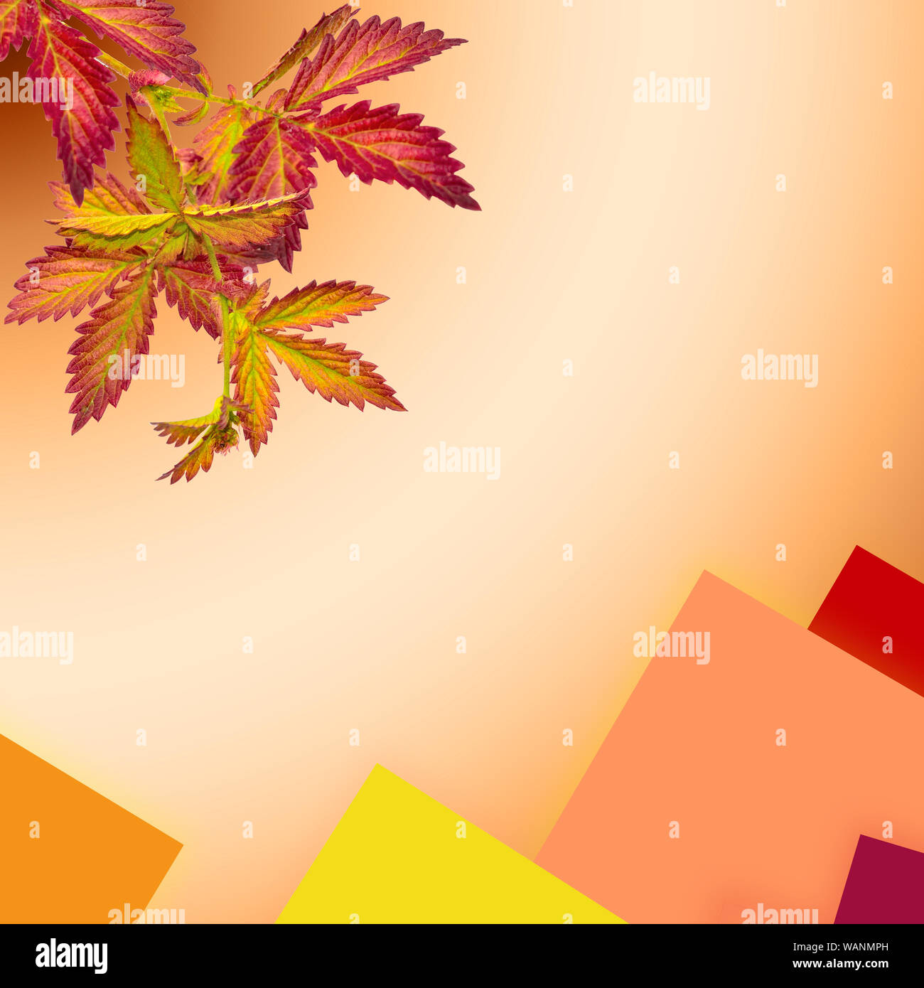 Helles herbstlich bunte Blätter in der Nähe oben auf ein pastele Hintergrund mit Platz für Text. Herbst Banner oder Grußkarte, frame Vorlage im Herbst palette Stockfoto