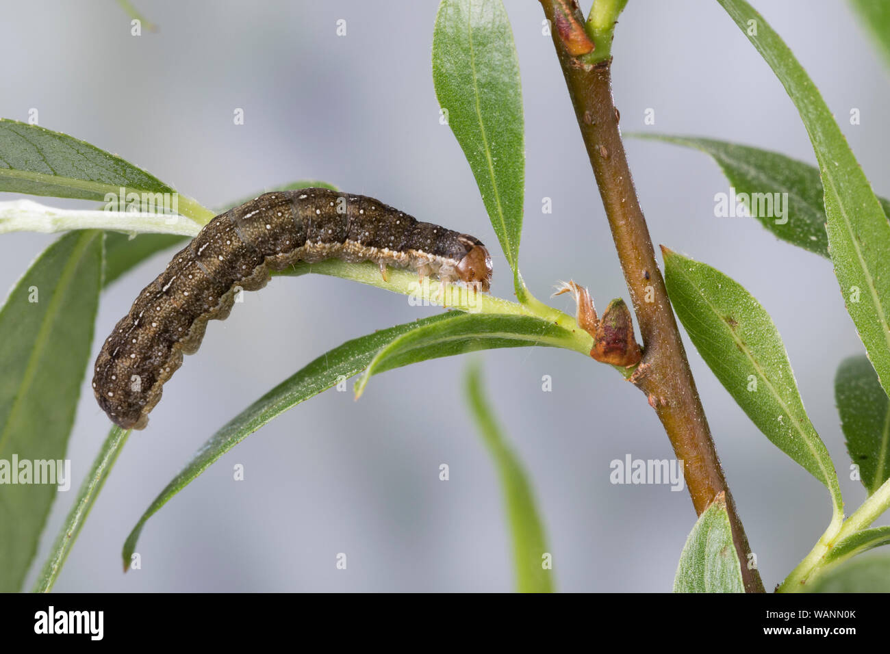 Dunkelgraue Herbsteule, Weidenbuschflur-Herbsteule, Raupe frisst eine Weide, agrochola Lota, Red-line Quaker, Caterpillar, Eulenfalter, Noctuidae, noctu Stockfoto