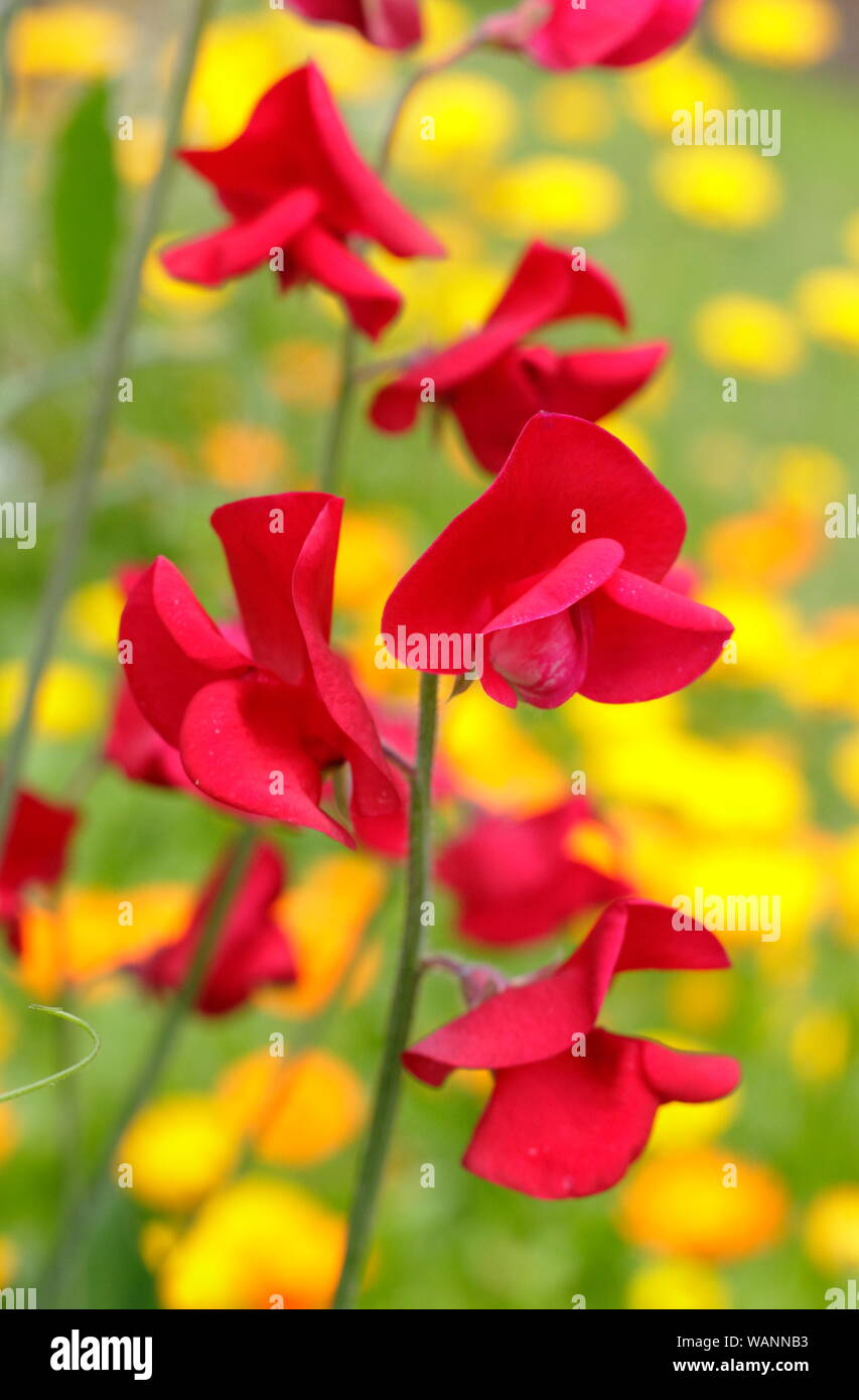 Lathyrus Odoratus und Calendula. 'Winston Churchill' süssen Erbsen, einem duftenden, Spencer Sorte, Klettern in einem Mitte Sommer Garten gegen Pot marigold. Großbritannien Stockfoto