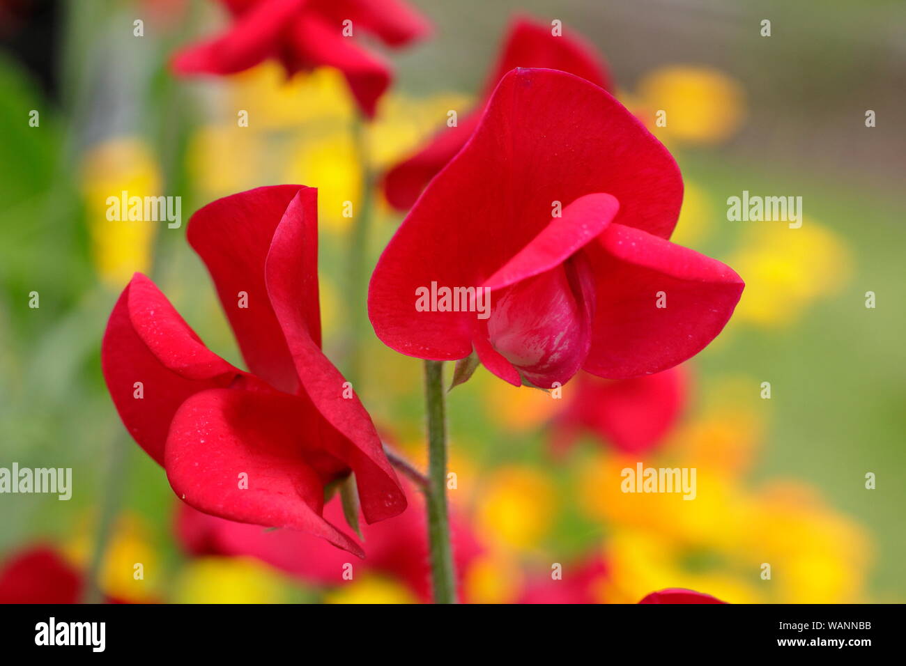 Lathyrus Odoratus und Calendula. 'Winston Churchill' süssen Erbsen, einem duftenden, Spencer Sorte, Klettern in einem Mitte Sommer Garten gegen Pot marigold. Großbritannien Stockfoto