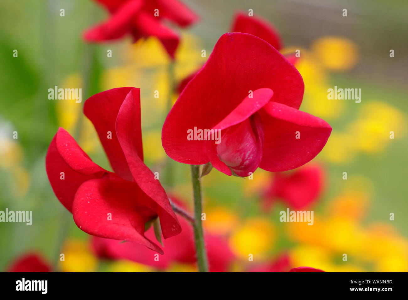 Lathyrus Odoratus und Calendula. 'Winston Churchill' süssen Erbsen, einem duftenden, Spencer Sorte, Klettern in einem Mitte Sommer Garten gegen Pot marigold. Großbritannien Stockfoto