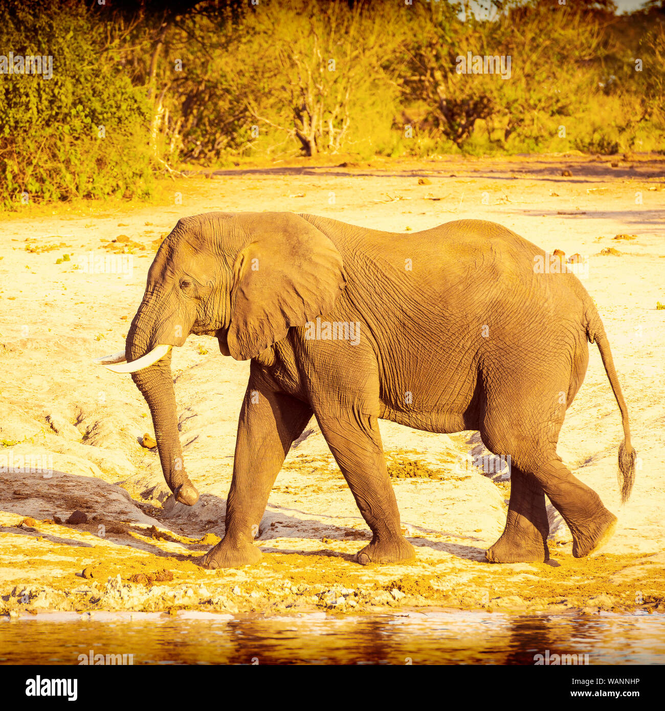 Große Bull Elephant Walking entlang der Kante des Chobe River, Botswana mit retro Instagram stil Filterwirkung Stockfoto