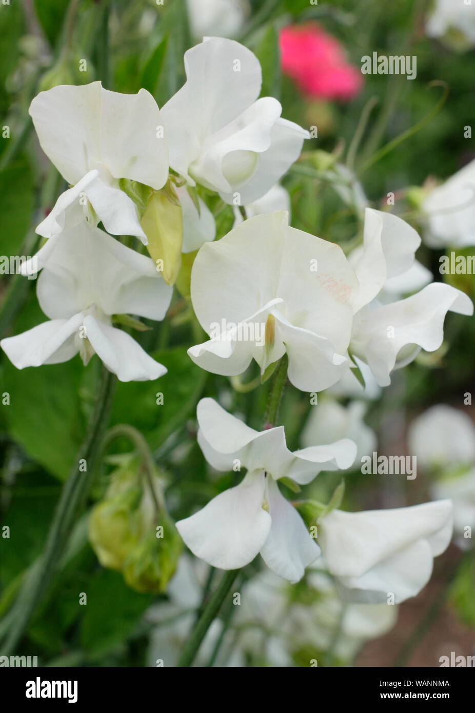 Lathyrus Odoratus "Tracey Ann' Sweet Pea, eine weiße jährliche Kletterer in der Mitte Sommer Garten. Großbritannien Stockfoto