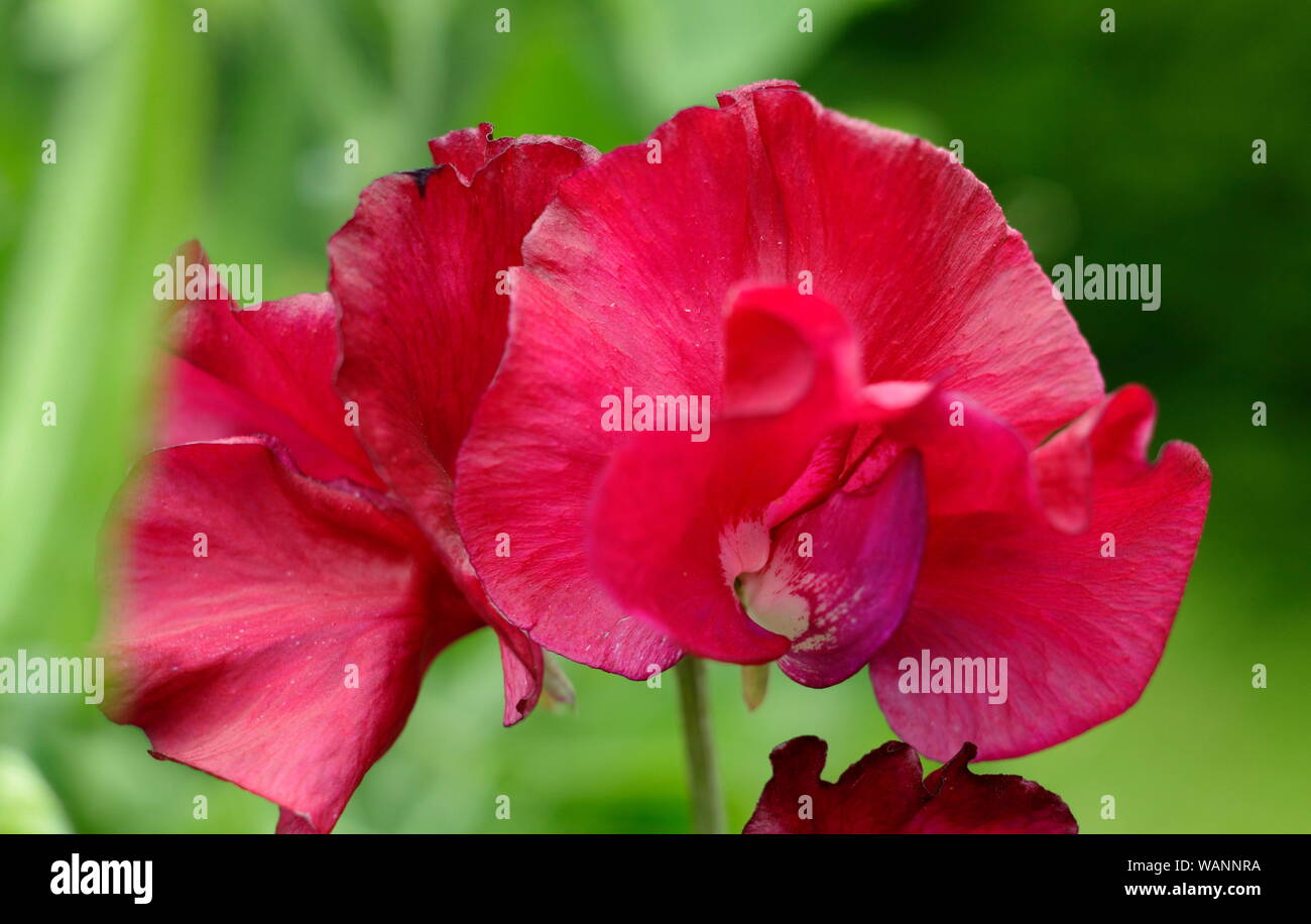 Lathyrus Odoratus 'Mark Williams', einem duftenden, Spencer Sweet pea Klettern in einem Mitte Sommer Garten. Großbritannien Stockfoto