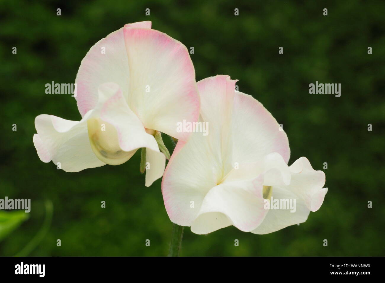 Lathyrus Odoratus 'Mollie Rilston", ein stark duftende picotee Sweet pea Klettern in einem Mitte Sommer Garten. UK. Spencer Vielfalt Stockfoto