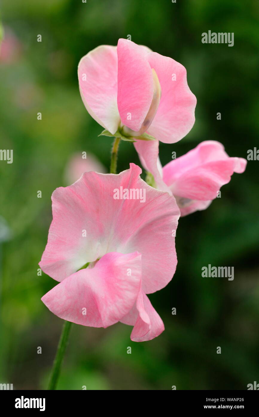 Lathyrus Odoratus 'Emma' Sweet pea Blumen - eine jährliche Kletterer in der Mitte Sommer Garten. Großbritannien Stockfoto