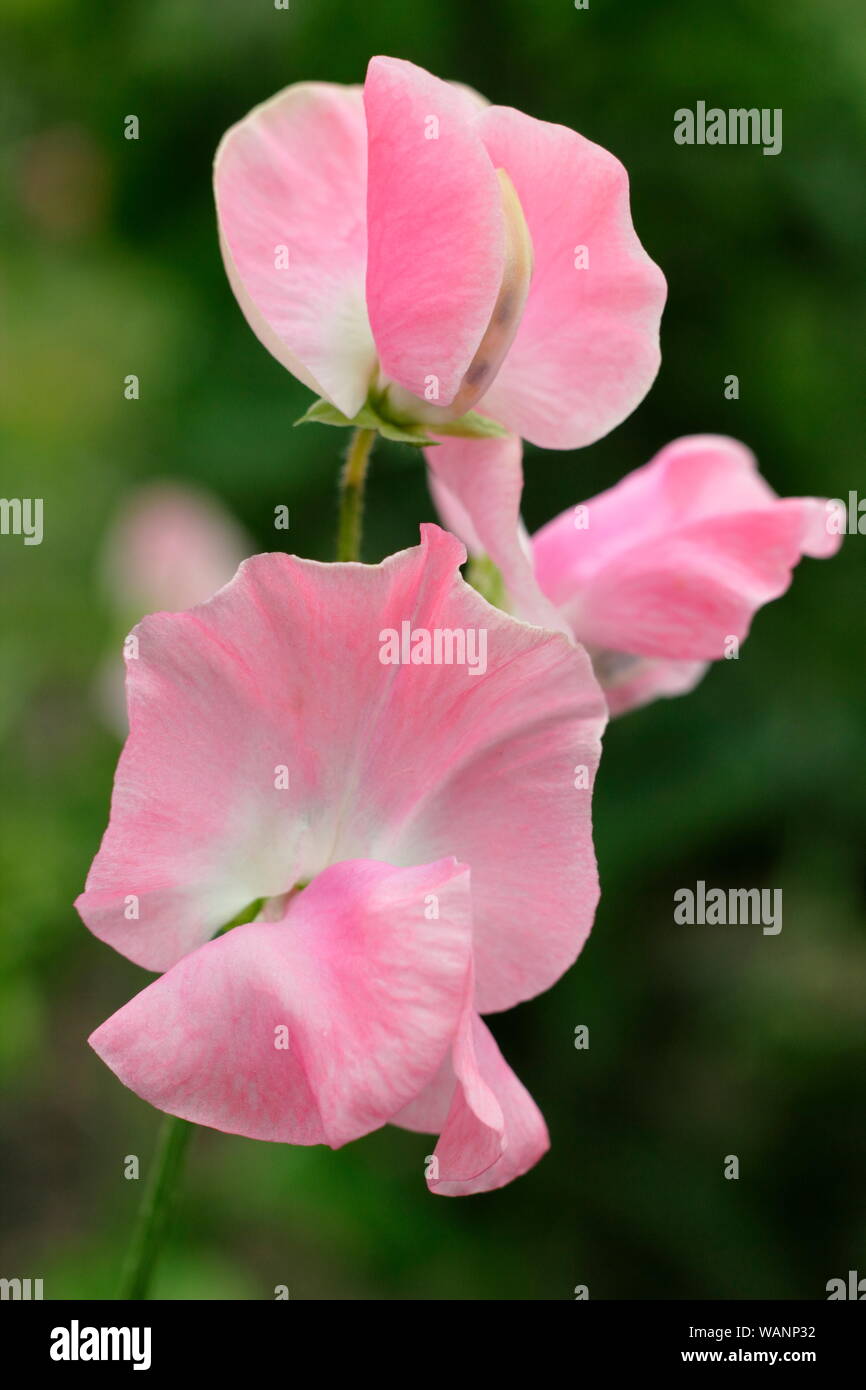 Lathyrus Odoratus 'Emma' Sweet pea Blumen - eine jährliche Kletterer in der Mitte Sommer Garten. Großbritannien Stockfoto